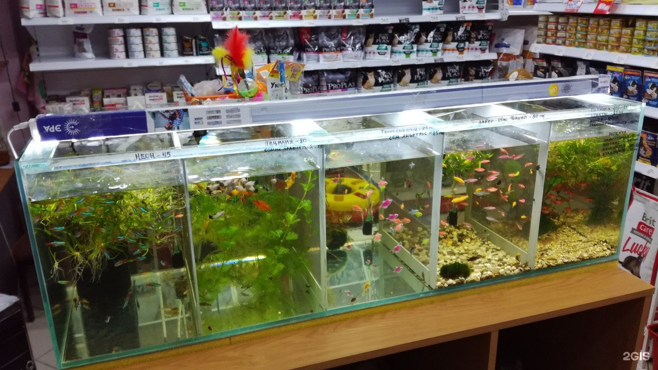 Где Купить Аквариумных Рыбок В Казани