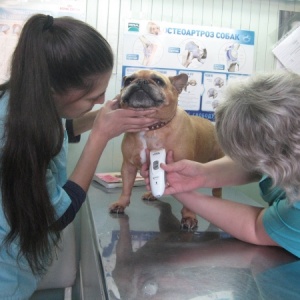 Ветеринарная клиника на герцена новосибирск