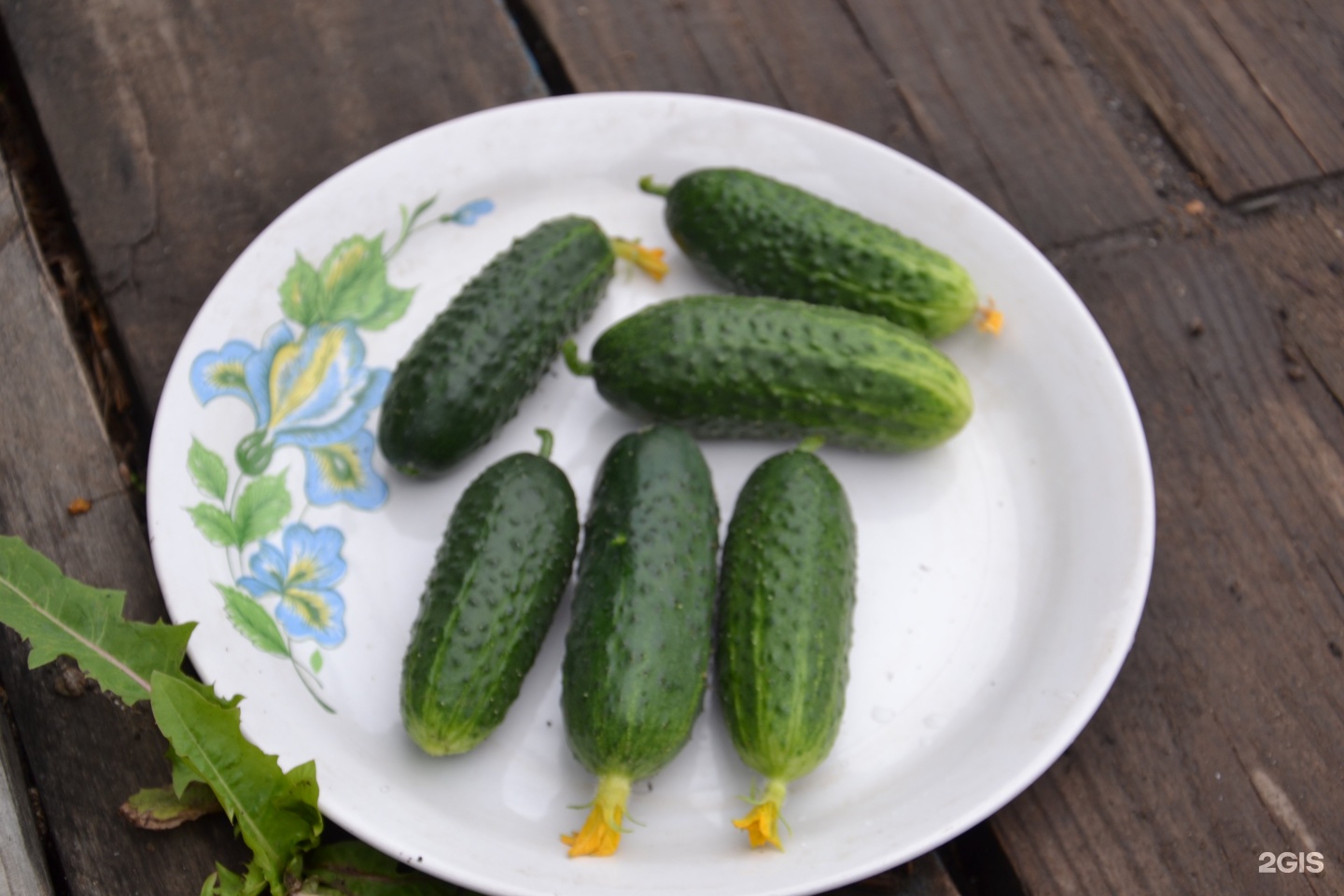 амурский дачник