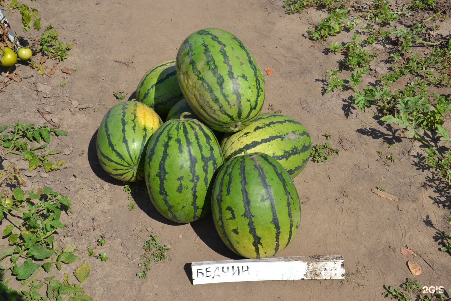 амурский дачник. амурский дачник в благовещенске каталог товаров. амурский дачник в благовещенске каталог товаров. сад и огород благовещенск амурская область. рф.