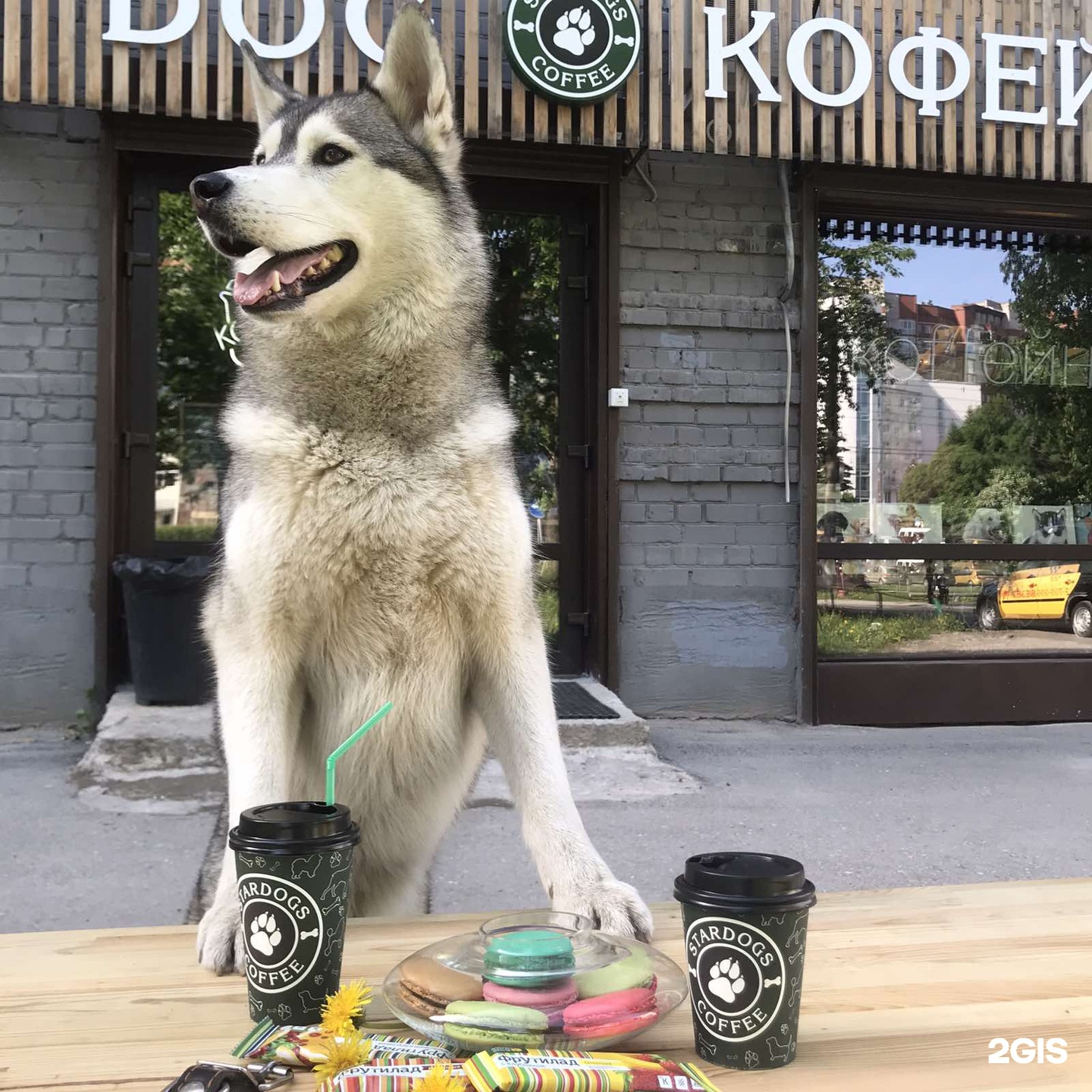 Coffee dog. Stardog Coffee. Кофе с собаками в Москве. Торнадо топ дог и кофе.