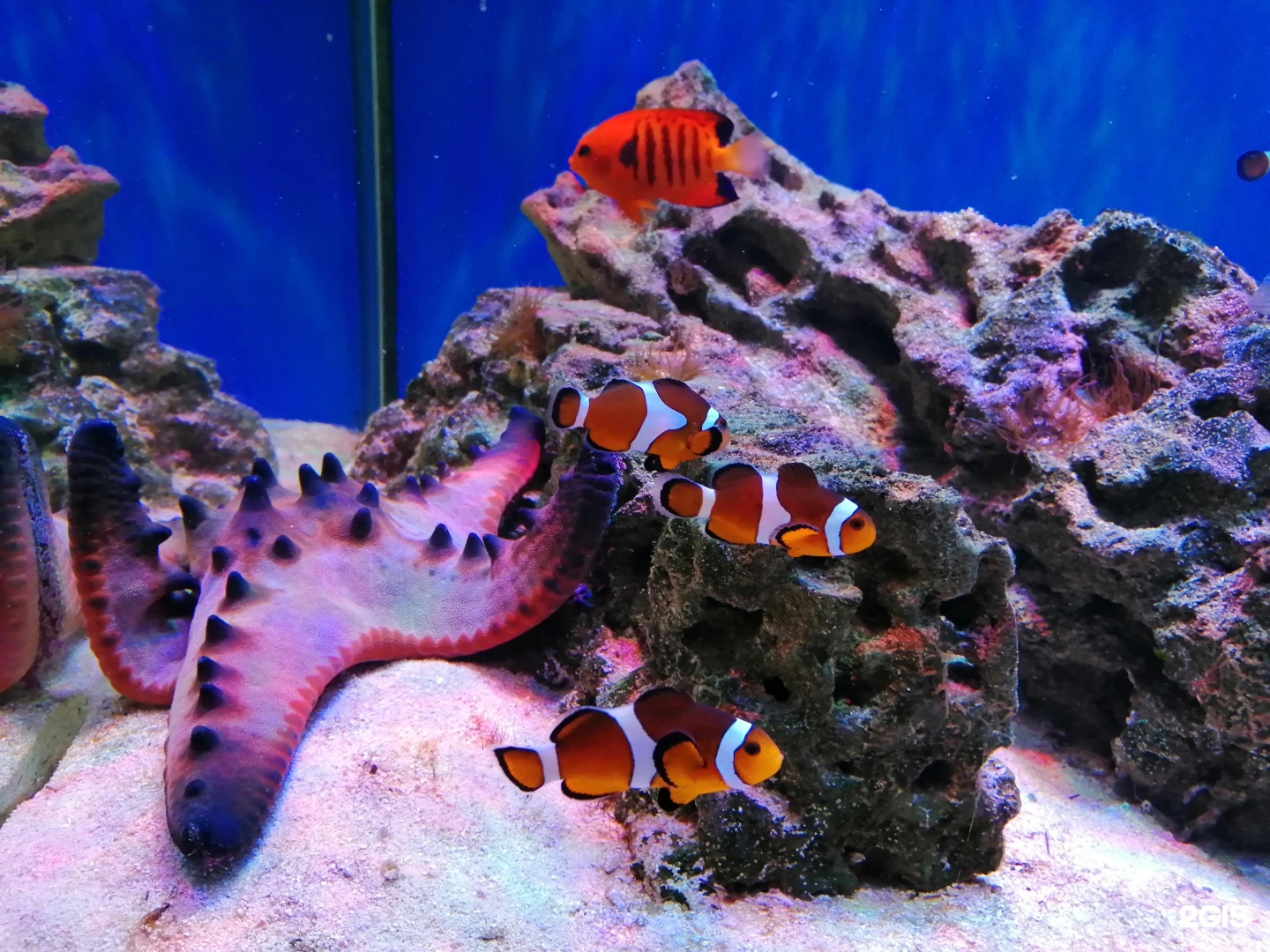 Океанариум Анапа. Риф Золотая рыбка . Анапа. Океанариум в Анапе фото.