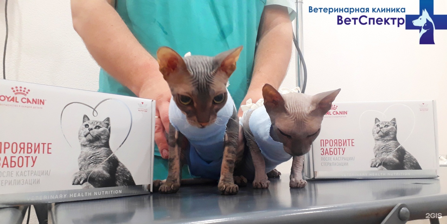 Кастрация цена на дом. Рыжий кот ветеринарная клиника Оренбург. Рыжий кот ветеринарная клиника Нижний Новгород. Ветеринарка рыжий кот.