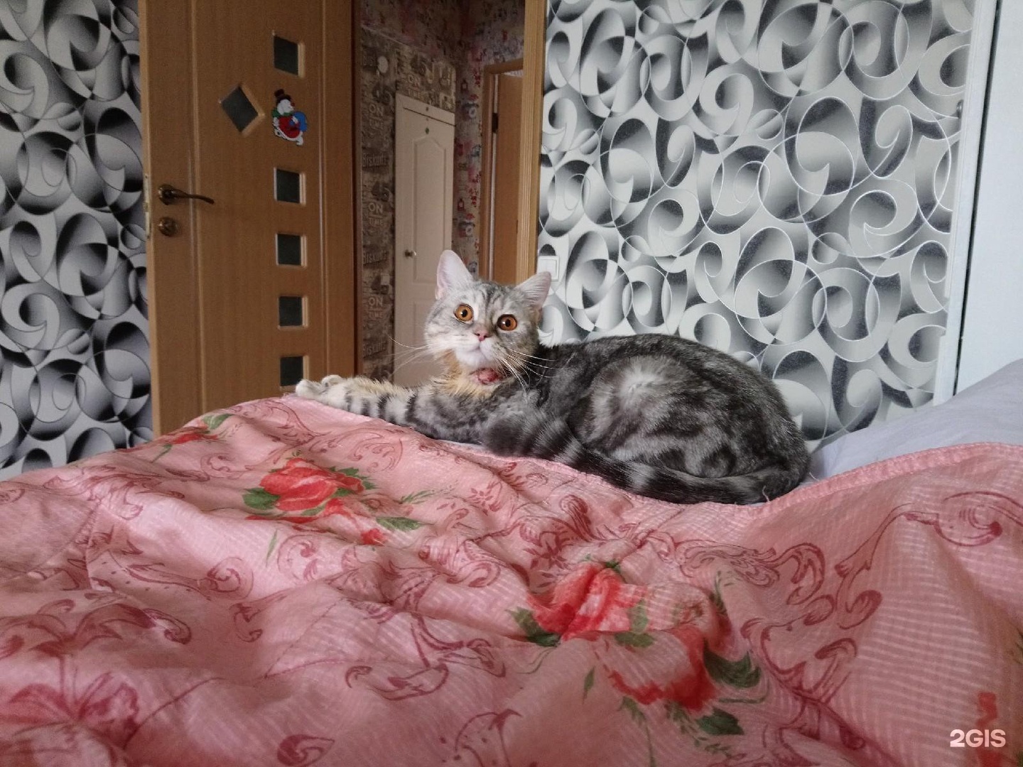 три кота нижний тагил ветеринарная клиника. рив гош тц город. три кота ленина нижний тагил. ленина 63 нижний тагил организации. три кота ленина нижний тагил.