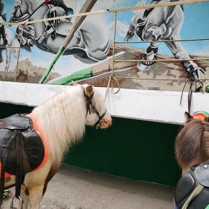 Фото от владельца Сибирская Конная Мануфактура, производитель конного снаряжения