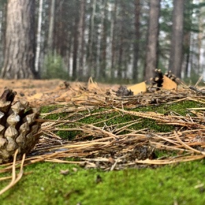 Фото от владельца Пруд Лесной, база отдыха