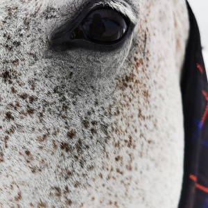 Фото от владельца Белая лошадь, загородный клуб
