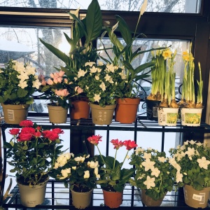 Фото от владельца Вералина, цветочный салон