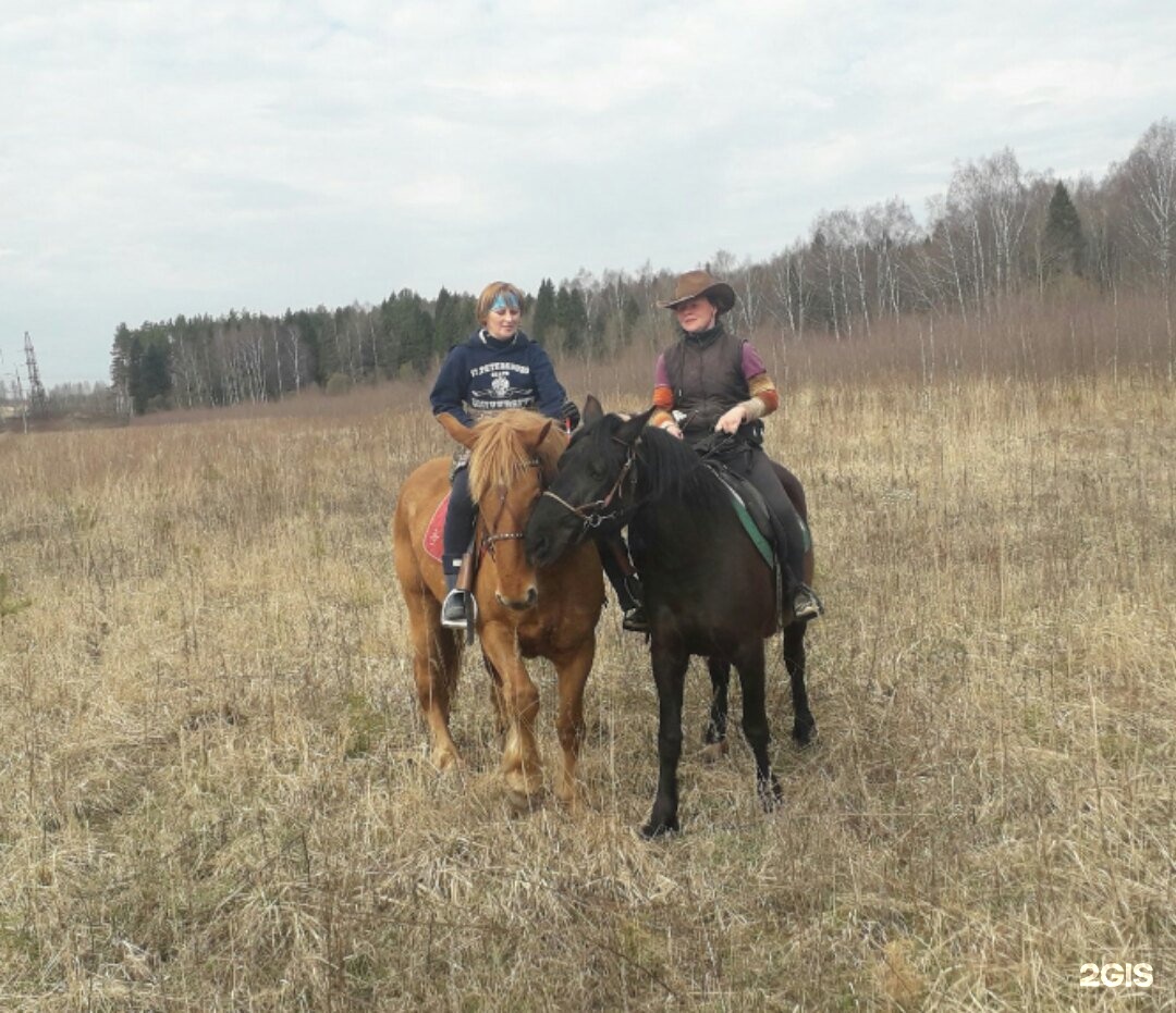 Конный клуб "Golden Horse. Анапа Хорс конный клуб. Лошадь конный клуб Валькирия. Деревня Клюшниково Кострома фото.