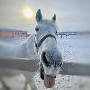 Фото от владельца Золотая подкова, конно-спортивный клуб