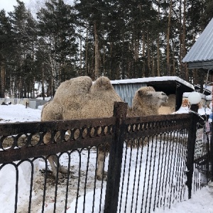 Фото от владельца Ашмарино, ООО, спортивно-оздоровительный комплекс