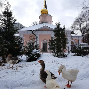 Фото от владельца Храм Покрова Пресвятой Богородицы в Покровском-Стрешневе