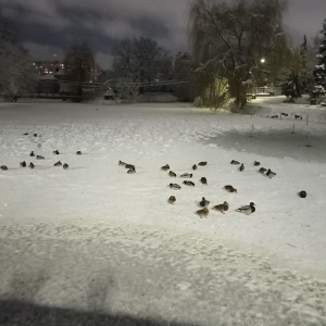 Фото от владельца Городской парк