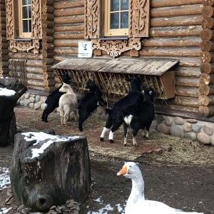 Фото от владельца Ленинградский Зоопарк