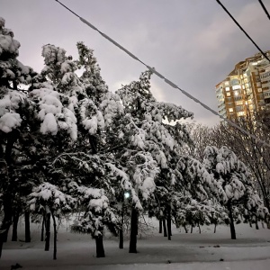 Фото от владельца Победа, дендропарк