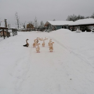 Фото от владельца Ивановка, агро-туристическая ферма