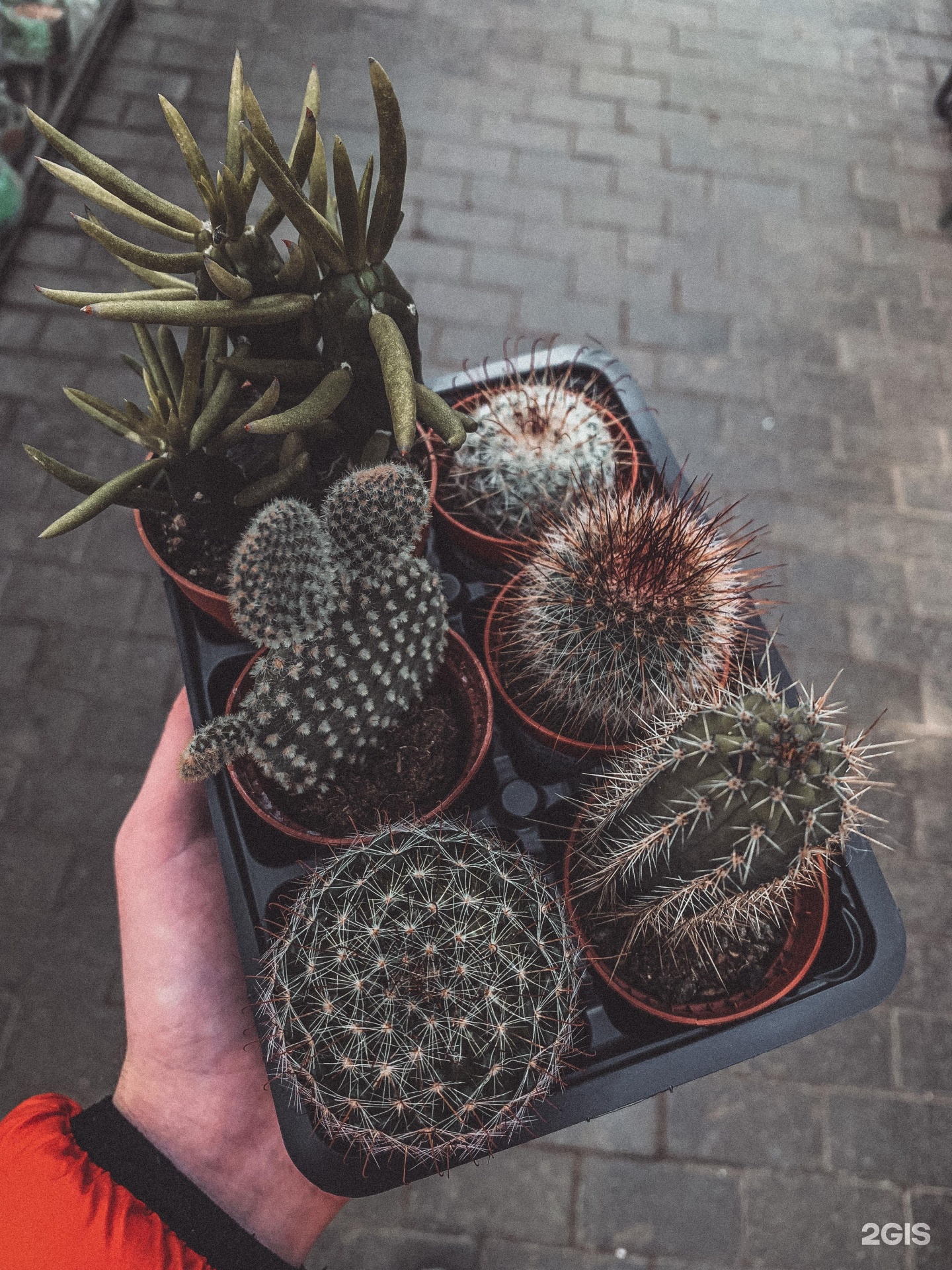 Садовый центр на атарбекова краснодар каталог товаров. Атарбекова 3 краснодар садовый центр. Садовый центр на атарбекова краснодар. Атарбекова 3 краснодар садовый центр. Атарбекова 3 садовый центр.