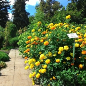 Фото от владельца Ботанический сад им. И.И. Спрыгина