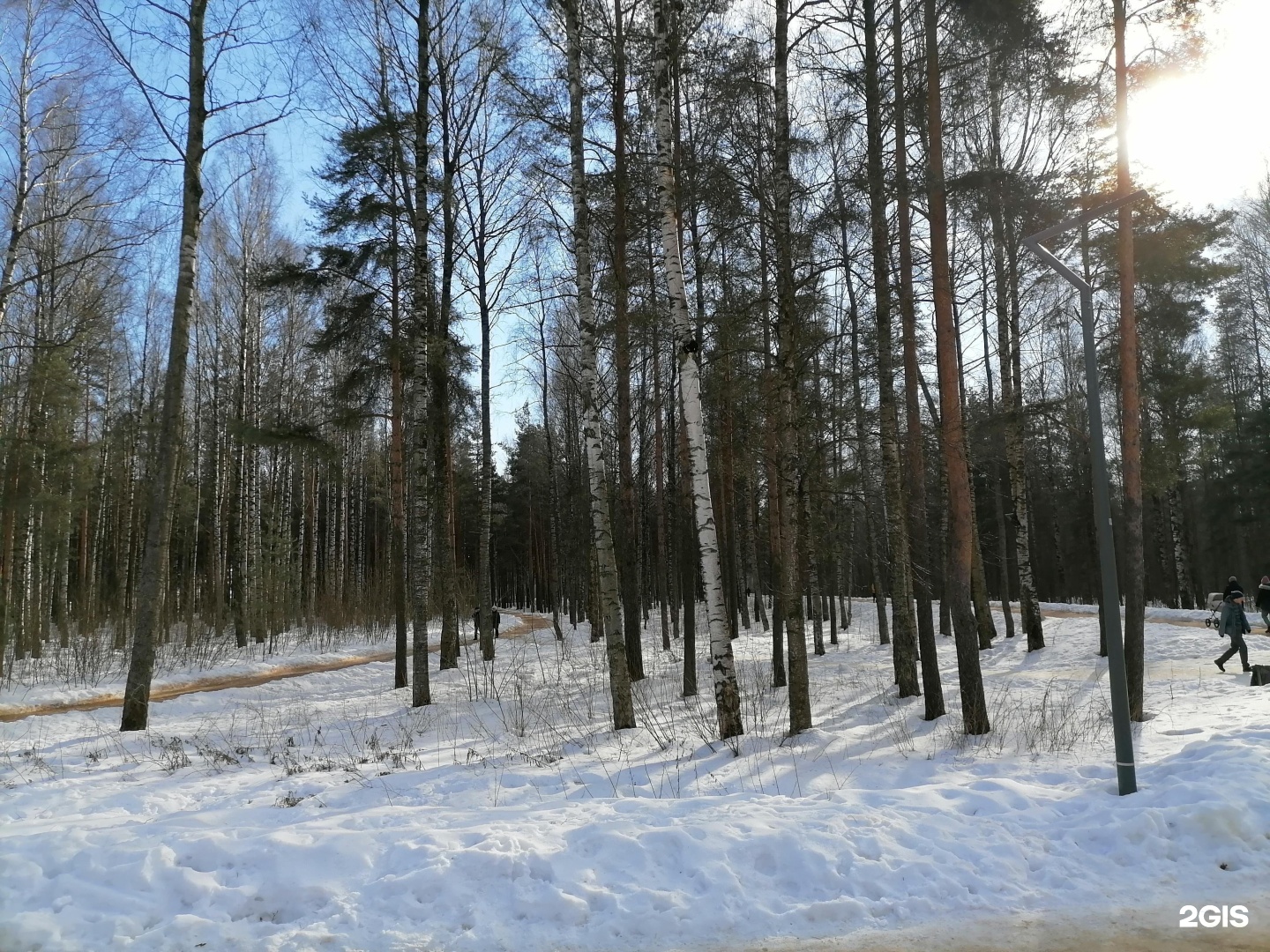 Сосновка парк СПБ. Сосновка (городской округ озёры). Парк «победа» Сосновского городского поселения;. Парк Сосновка СПБ фото.