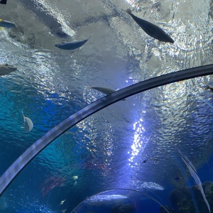 Фото от владельца Приморский океанариум, научно-образовательный комплекс ДВО РАН