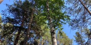 Иркутский район: Глэмпинг Золотая юрта