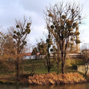 Фото от владельца Центральный парк культуры и отдыха