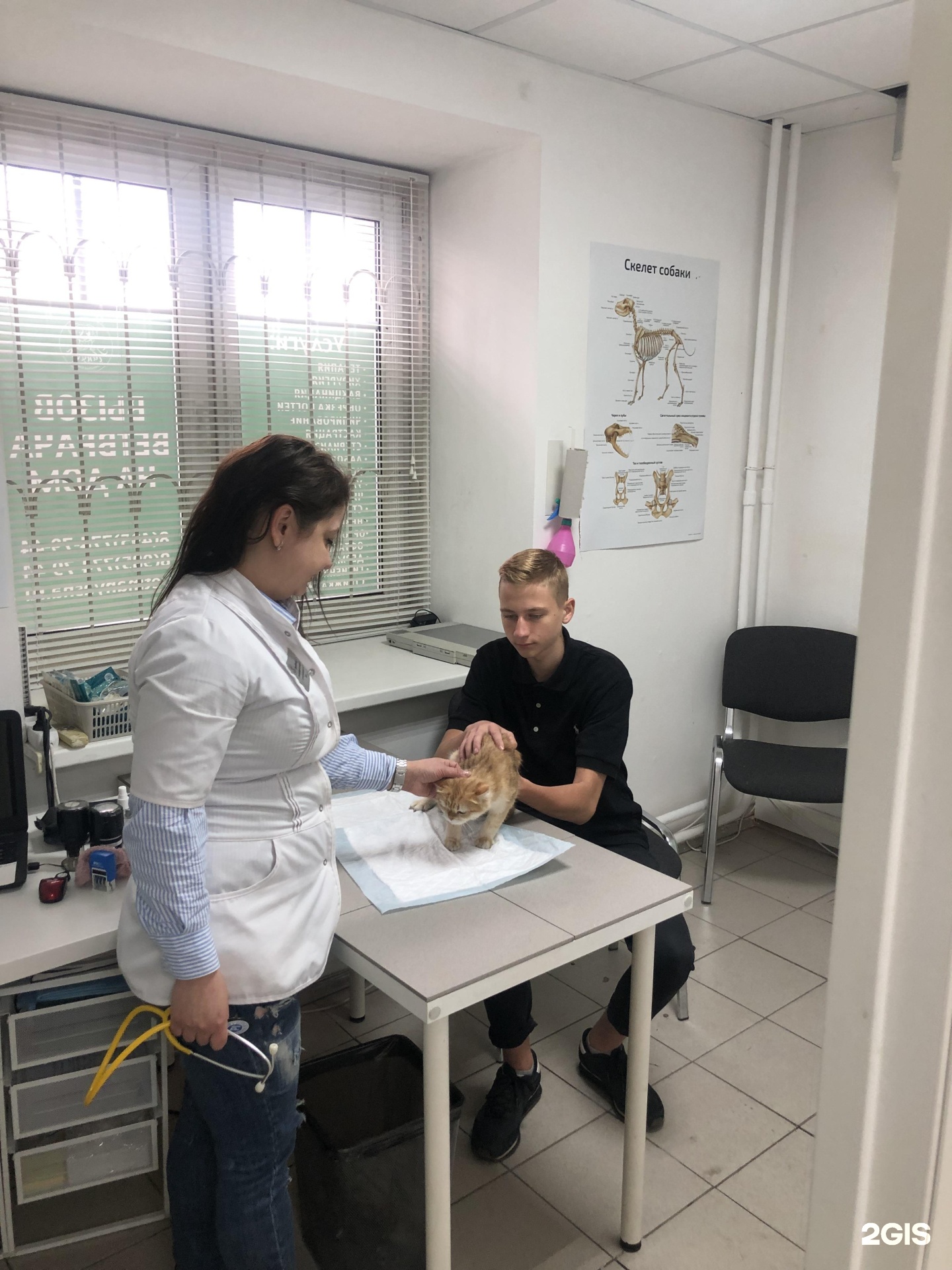 Ветклиники Одинцово