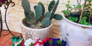 Адлер: Гостевой дом Гуля