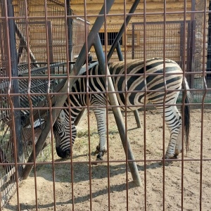 Фото от владельца Зоопарк Удмуртии