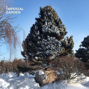 Фото от владельца Imperial Garden, садовый центр