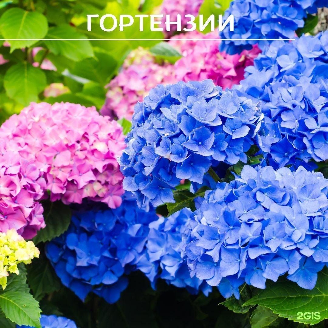 Растут ли гортензии на солнце. Растут ли гортензии на солнце. Растут ли гортензии на солнце. Гортензии растущие на солнце. Растут ли гортензии на солнце.