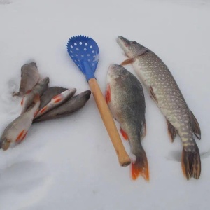 Фото от владельца Ягуновское рыбное хозяйство, ООО, представительство в г. Кемерово