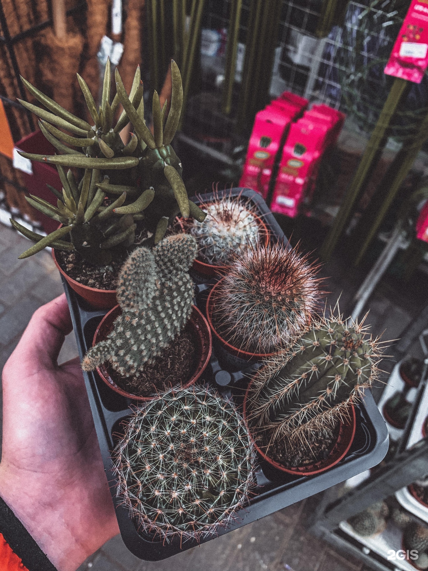 Садовый центр на атарбекова краснодар каталог товаров. Атарбекова 3 садовый центр. Садовый центр на атарбекова краснодар. Цветочный рынок на атарбекова. Садовый центр, краснодар, улица атарбекова.