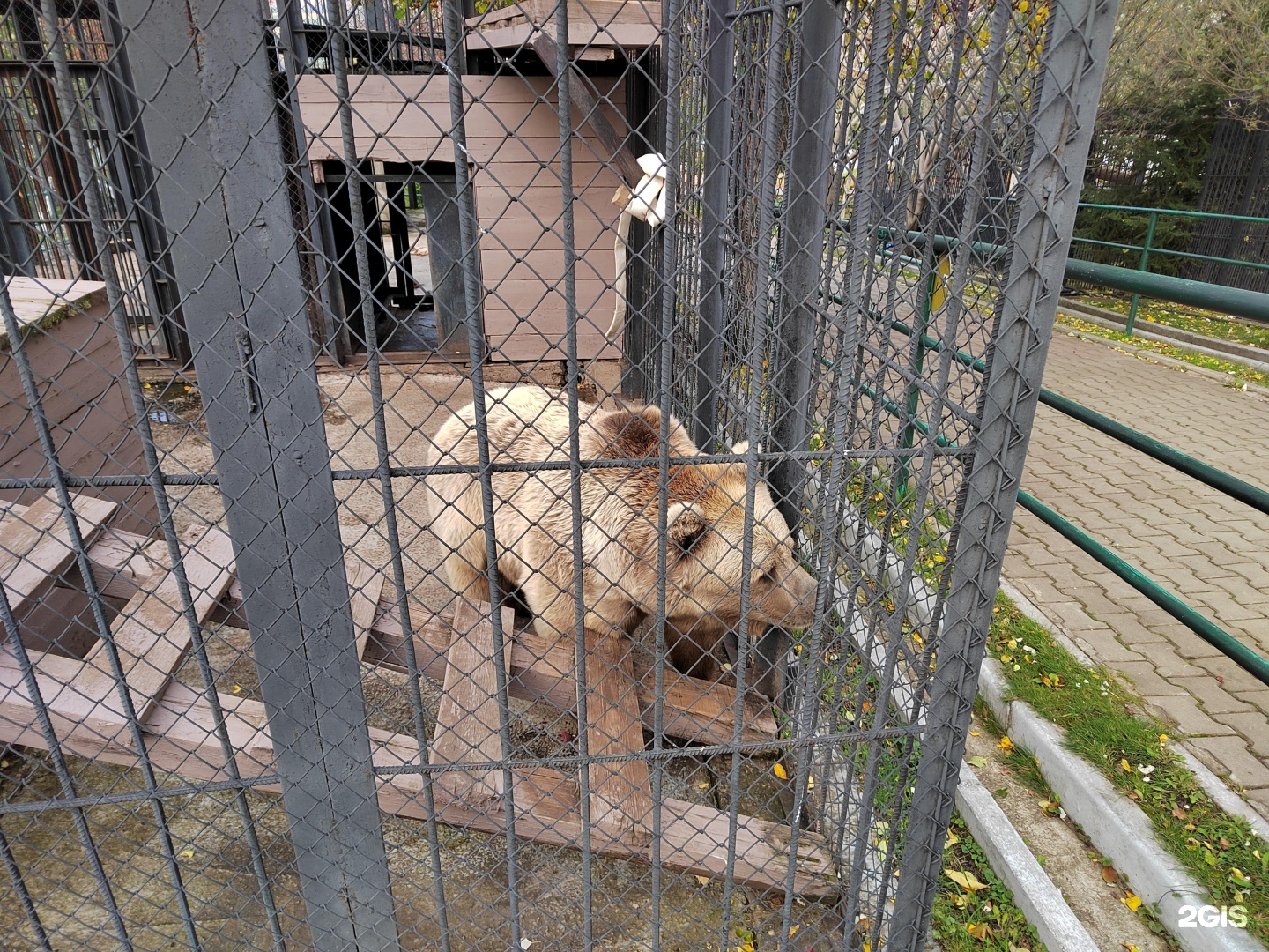 Роев ручей, Красноярск, Свердловская улица, 293. Пензенский зоопарк Пенза. Зоопарк Красноярск роев ручей режим работы. Зоопарк Саванна, Пенза.