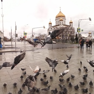 Фото от владельца Храм Христа Спасителя