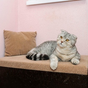 Фото от владельца ЗаМУРчательные кошки, гостиница для животных