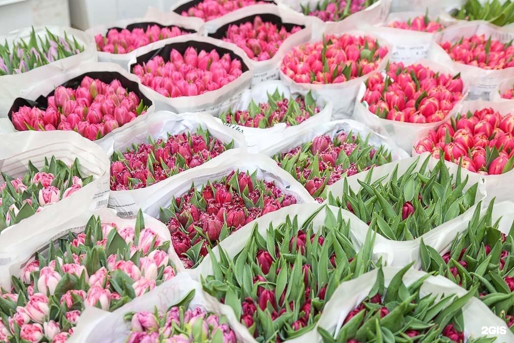 Сколько продают тюльпаны. Цветы от Мачелюка. Свежесрезанные цветы. Склад цветов. Цветочная база.