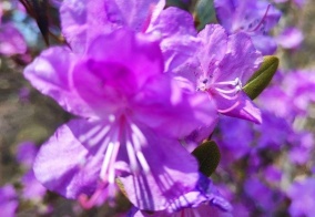 Турбаза Иванова дача в Республике Алтай