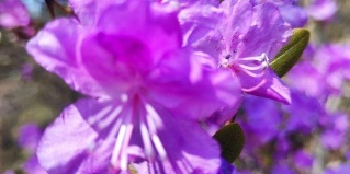 Барангол: Турбаза Иванова дача