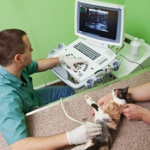Фото от владельца Клиника ветеринарной медицины доктора Птицына