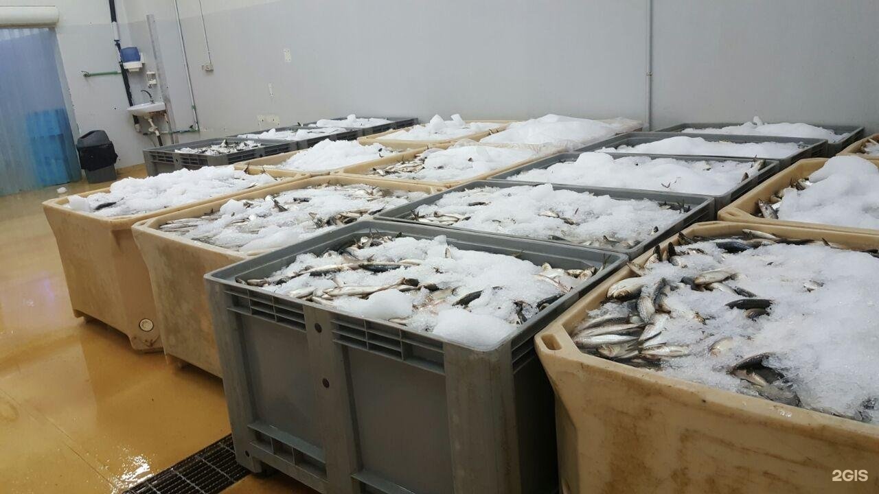Склад заморозки. Ящики для хранения рыбы. Хранение замороженной рыбы на складе. Рыба на паллетах. Рыба мороженая хранение на складе.