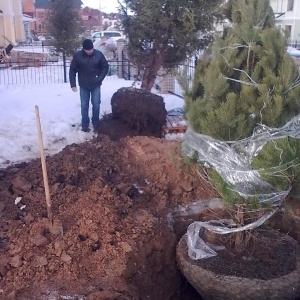 Фото от владельца Декор Сити, ООО, фирма ландшафтной архитектуры