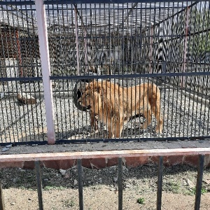 Фото от владельца Карагандинский государственный зоопарк