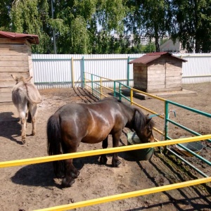 Фото от владельца Лап-Ландия, городская ферма