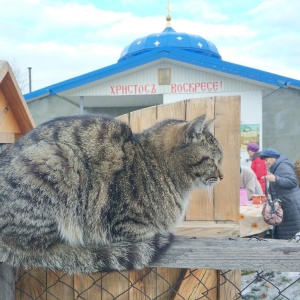 Фото от владельца Православный приход в честь Благовещения Пресвятой Богородицы