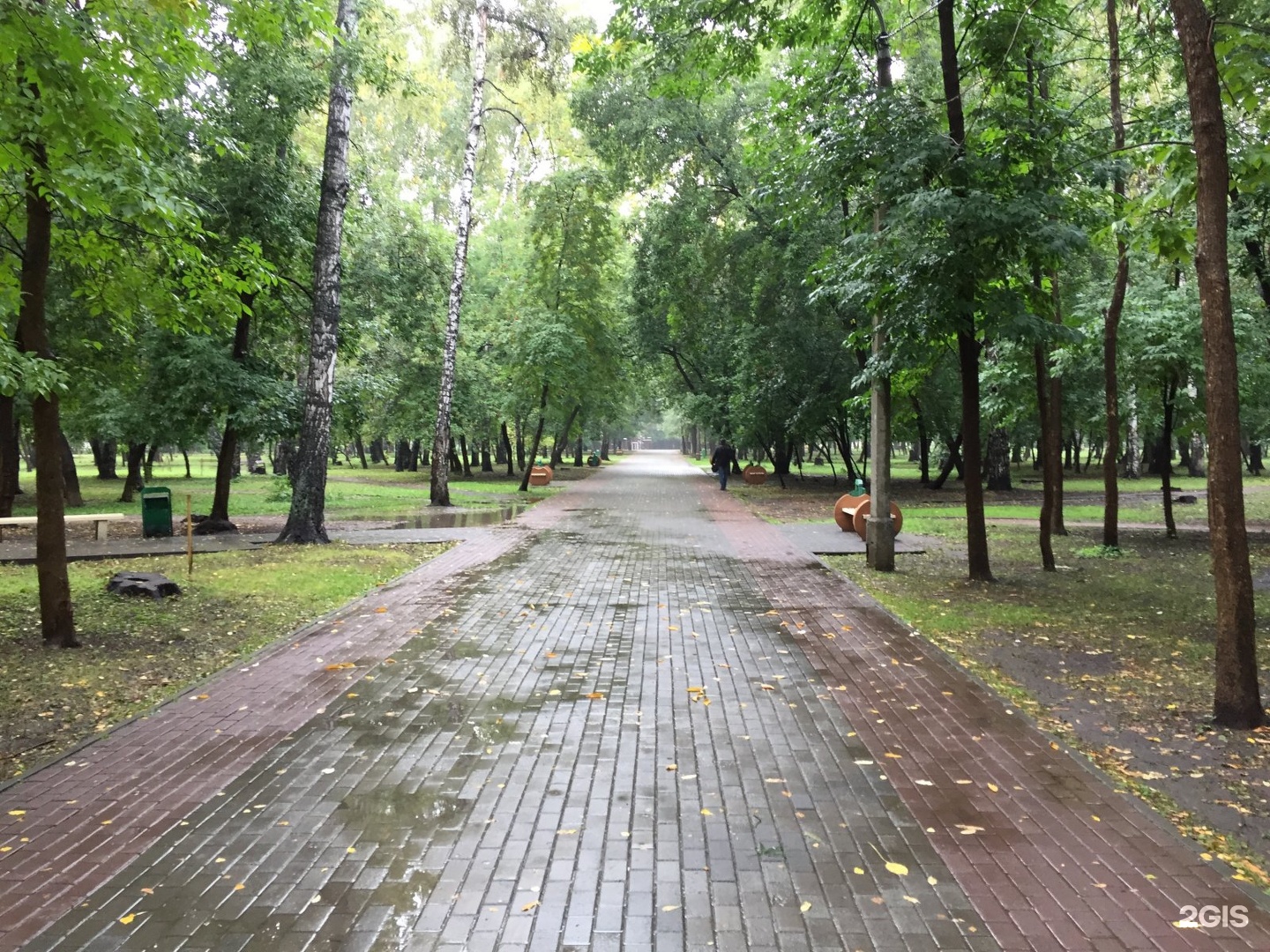 Берёзовая роща (парк, Новосибирск) 2022гаду