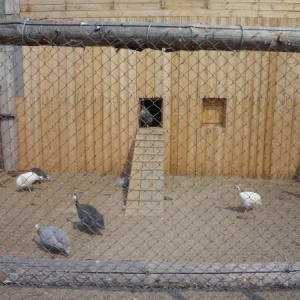 Фото от владельца Тюменский страус, страусиная ферма
