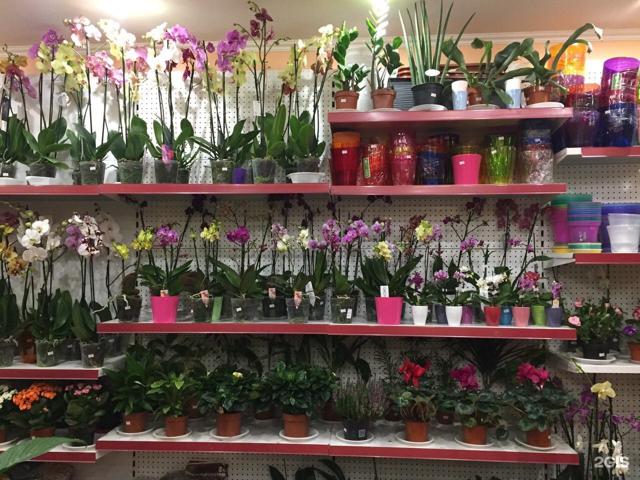 Садовый центр самара каталог товаров. Стеллаж для комнатных цветов. Цветочный магазин комнатных растений. Стеллаж для орхидей. Цветы на стеллаже.