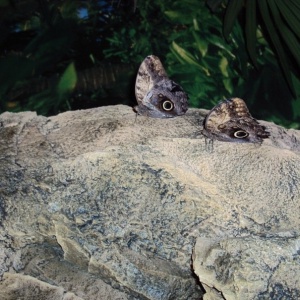 Фото от владельца Феерия, сад бабочек