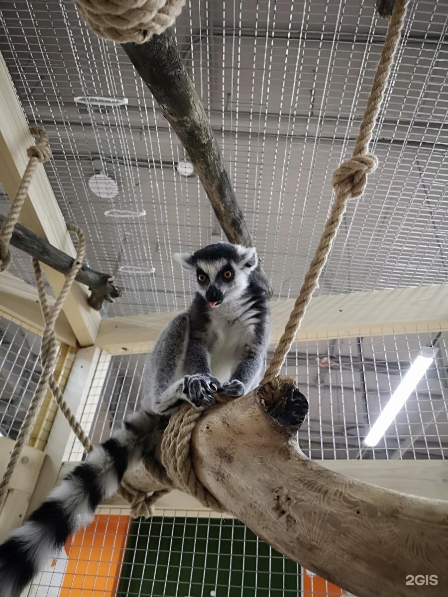 Зоопарк обнимашки. Зоопарк обнимашки. Зоопарк обнимашки. Контактный зоопарк обнимашки уфа. Контактный зоопарк обнимашки уфа ультра.